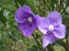 Brunfelsia or Yesterday, Today & Tomorrow